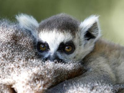 Paris Zoo Set To Be Transformed - Paris's zoo in the Parc de Vincennes is to feature new animals and improved habitats.