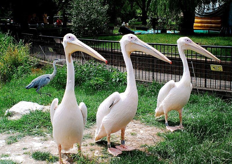 London Zoo