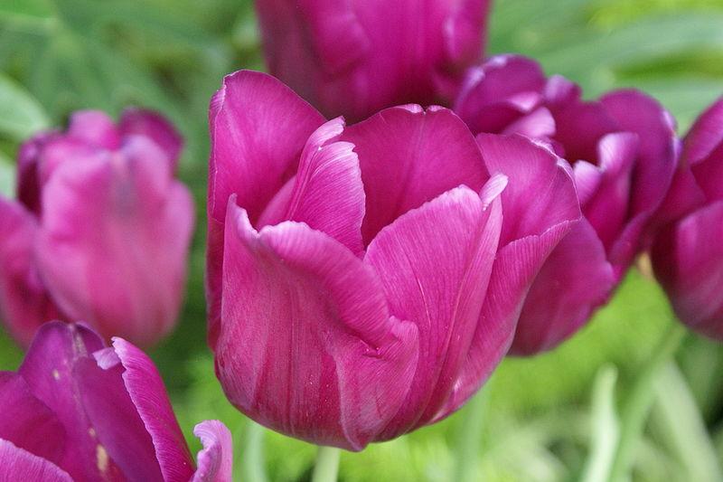 Amsterdam Tulip Museum